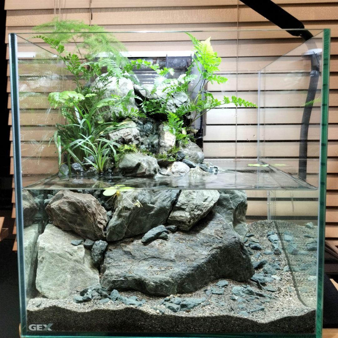 【アクアテラリウム完成品】渓流アクアリウム＋テラリウム30cmキューブ水槽