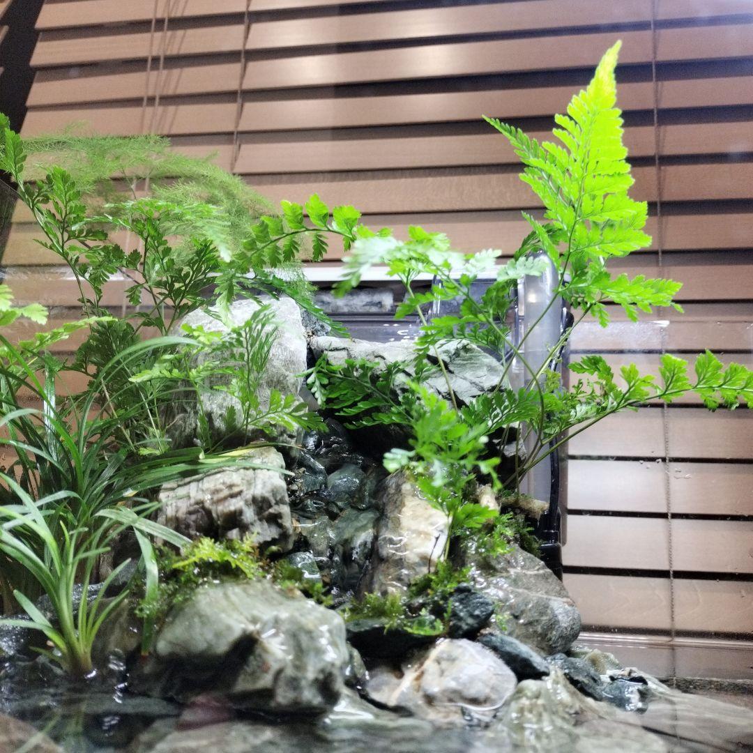 【アクアテラリウム完成品】渓流アクアリウム＋テラリウム30cmキューブ水槽