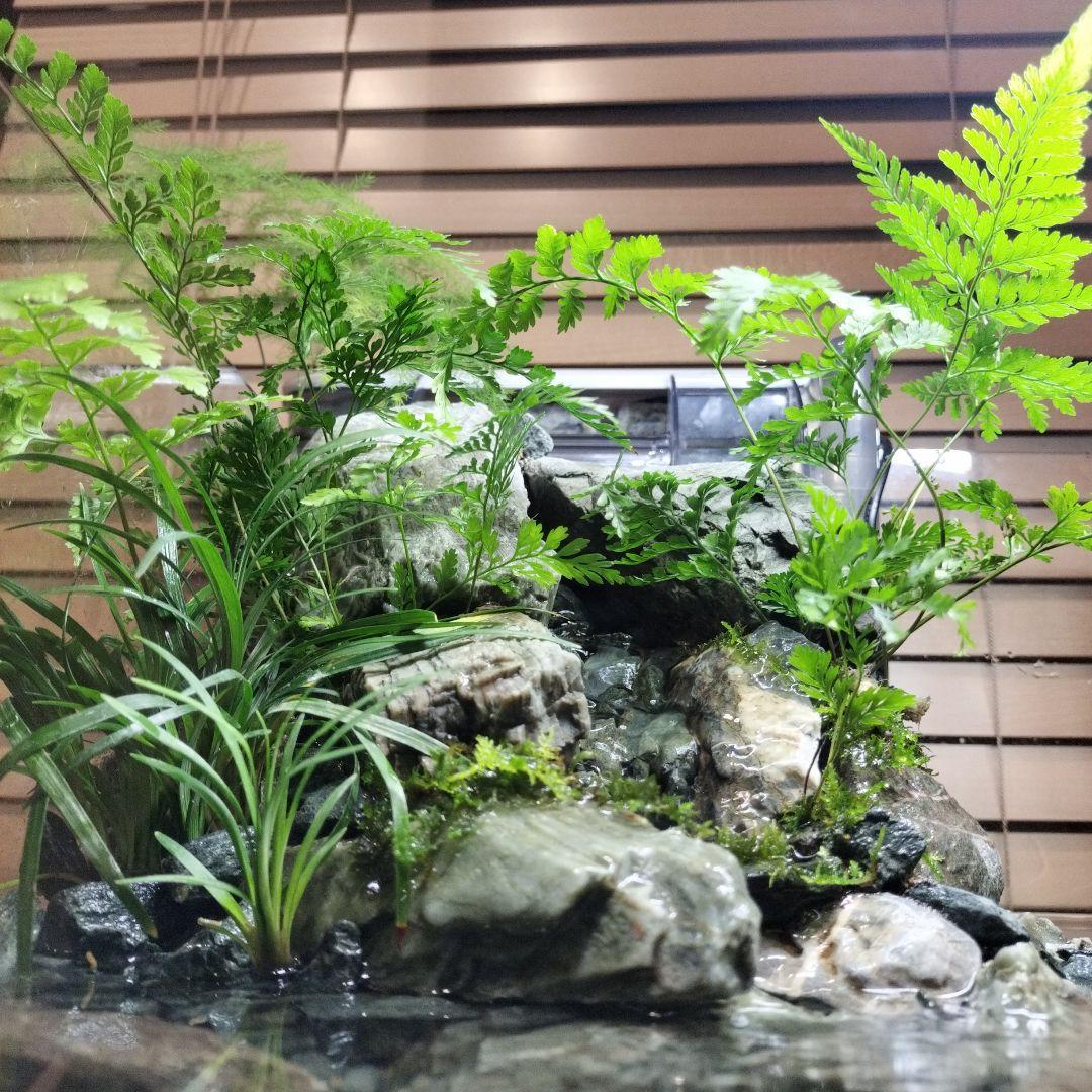 【アクアテラリウム完成品】渓流アクアリウム＋テラリウム30cmキューブ水槽