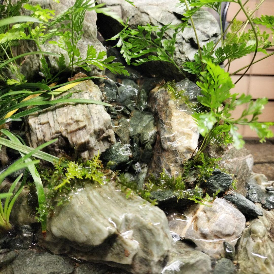 【アクアテラリウム完成品】渓流アクアリウム＋テラリウム30cmキューブ水槽