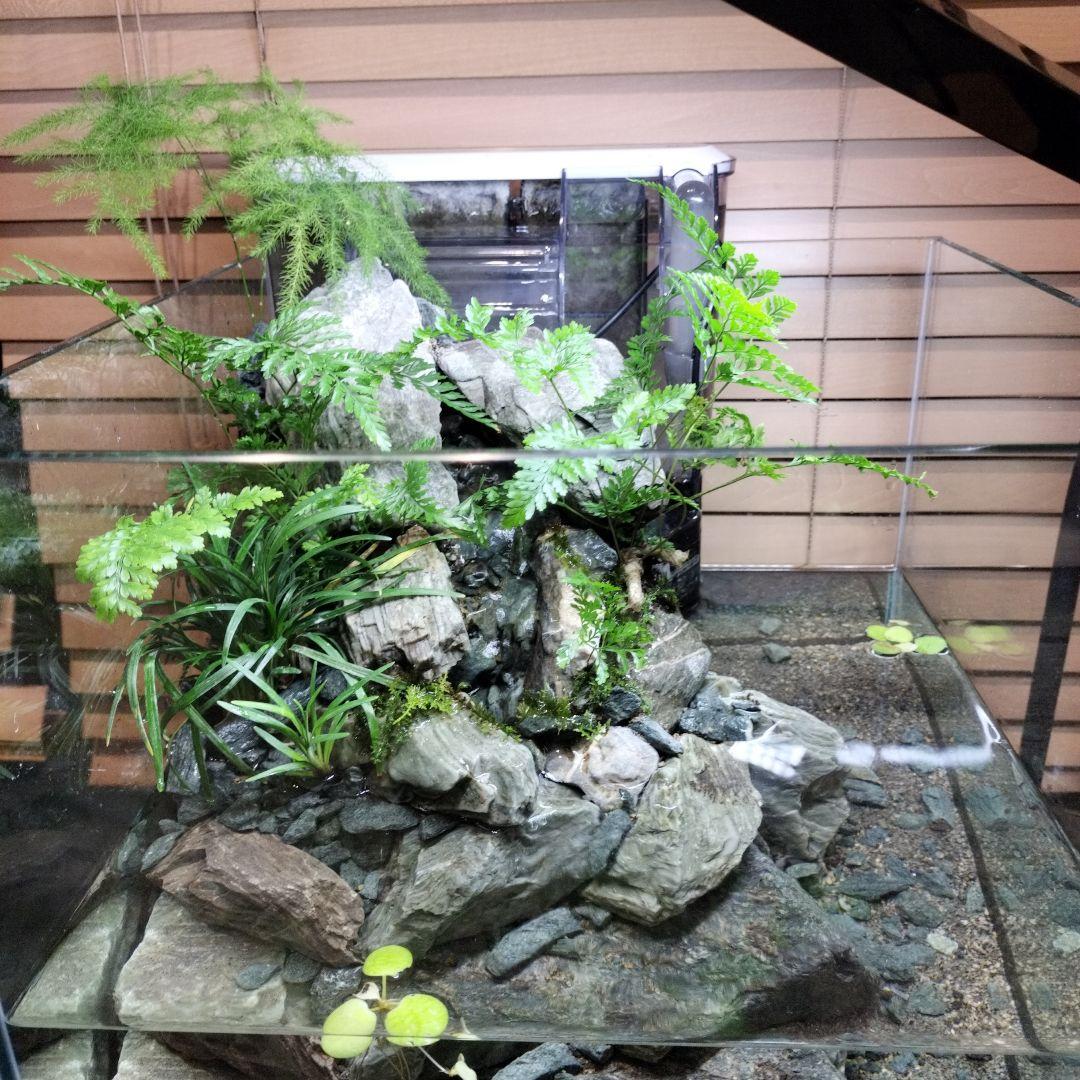 【アクアテラリウム完成品】渓流アクアリウム＋テラリウム30cmキューブ水槽
