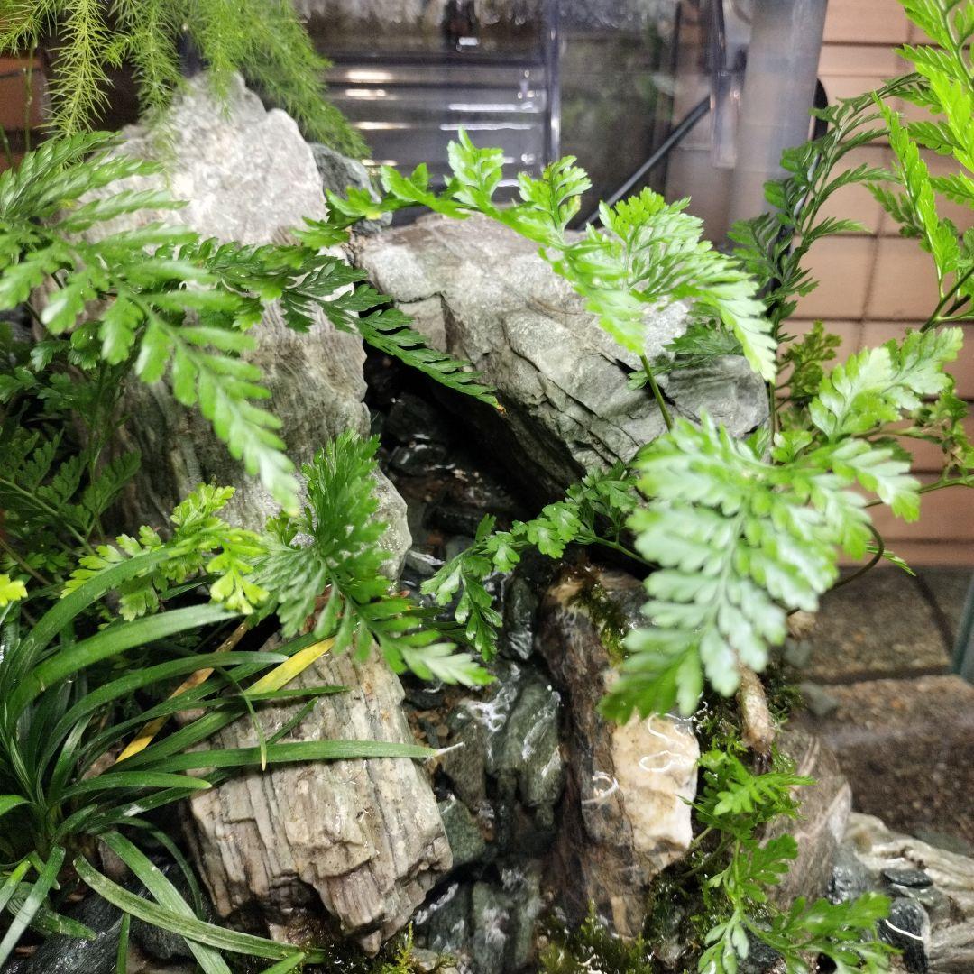 【アクアテラリウム完成品】渓流アクアリウム＋テラリウム30cmキューブ水槽