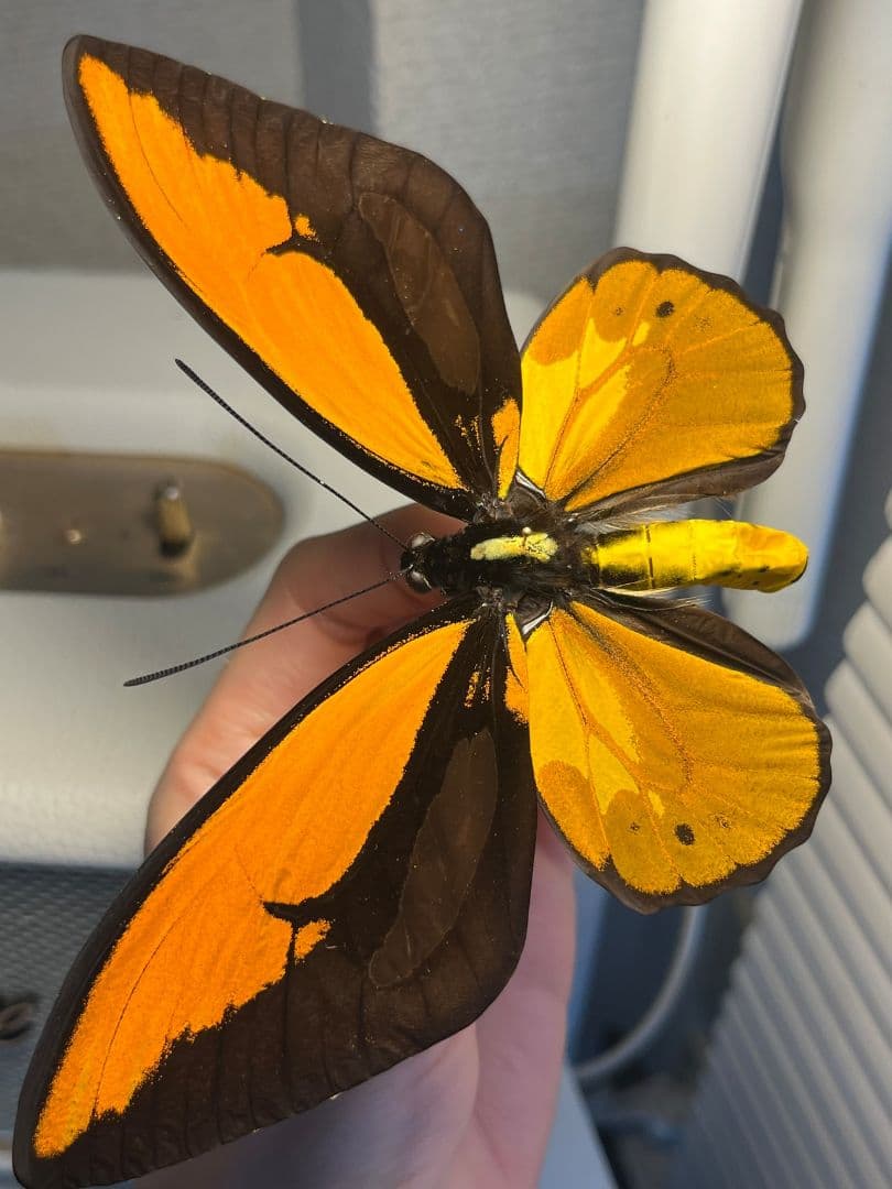 アカメガネトリバネアゲハ 外国産蝶標本 モルフォ 蝶 標本 野外採集品 蝶の標本