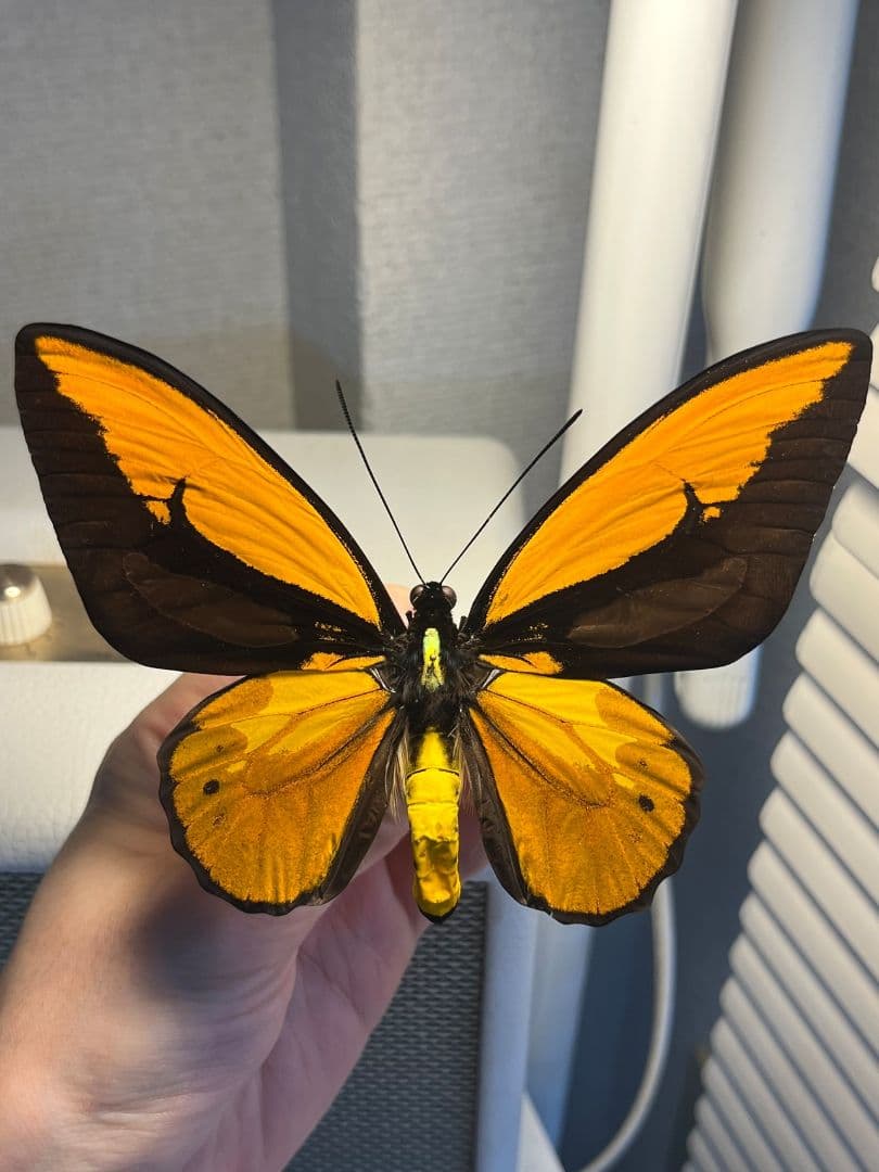 アカメガネトリバネアゲハ 外国産蝶標本 モルフォ 蝶 標本 野外採集品 蝶の標本