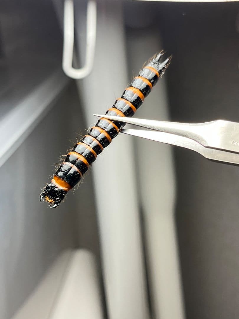 【60mm程】コメツキムシの幼虫 ハチスズメバチハムシフンチュウオサムシ標本