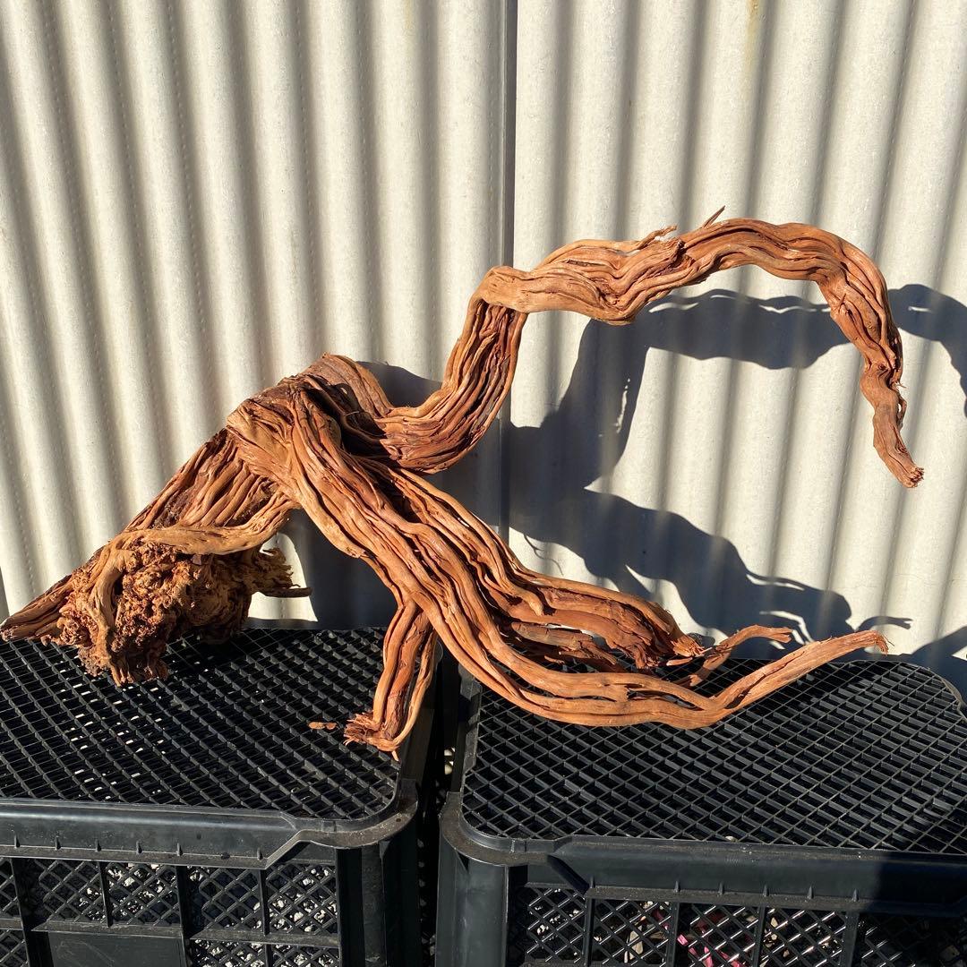 「JACK」MTW-6527 特大蔦流木　天然流木　アクアリウム