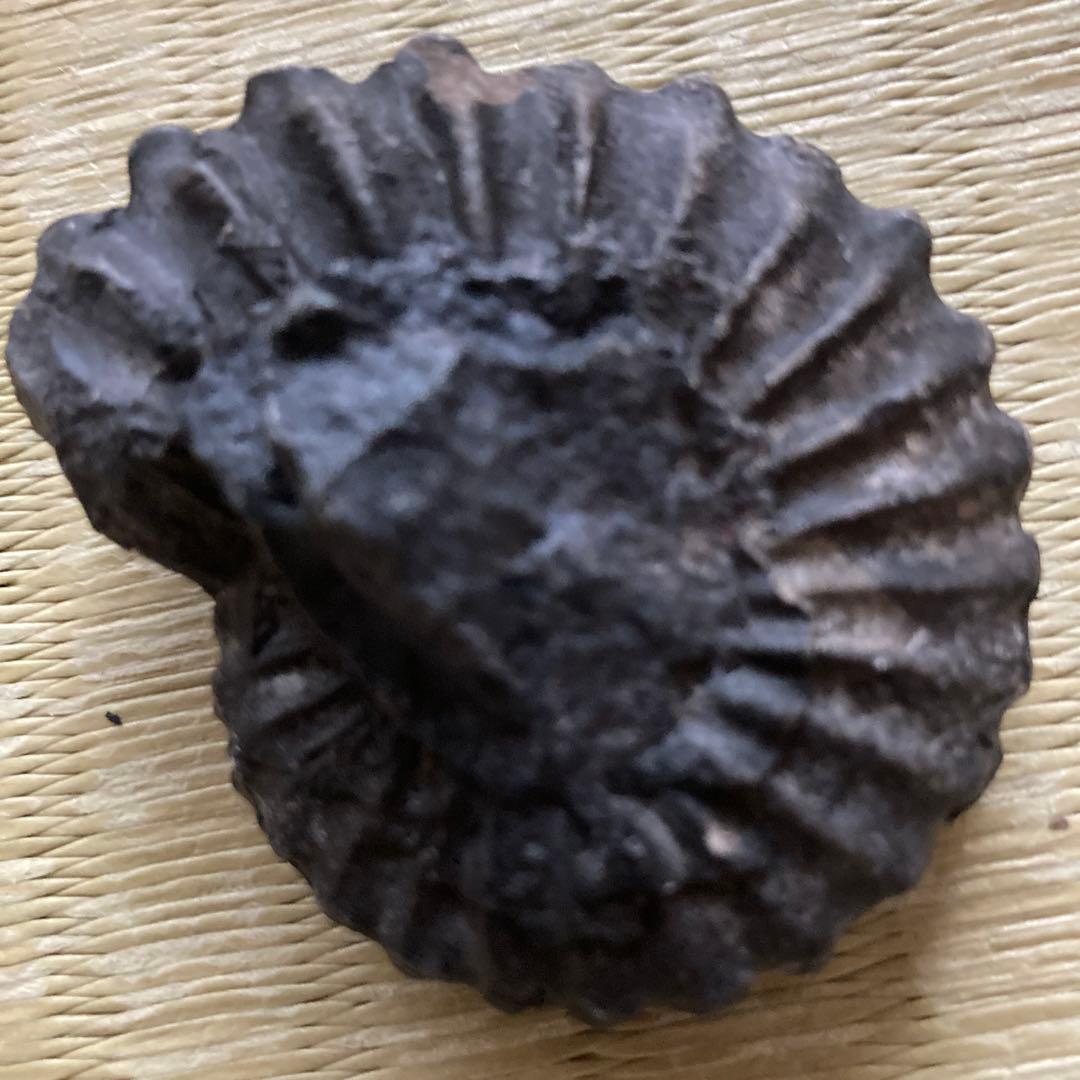 ペルー産　白亜紀リエリセラス腕足類　ブラックアンモナイト