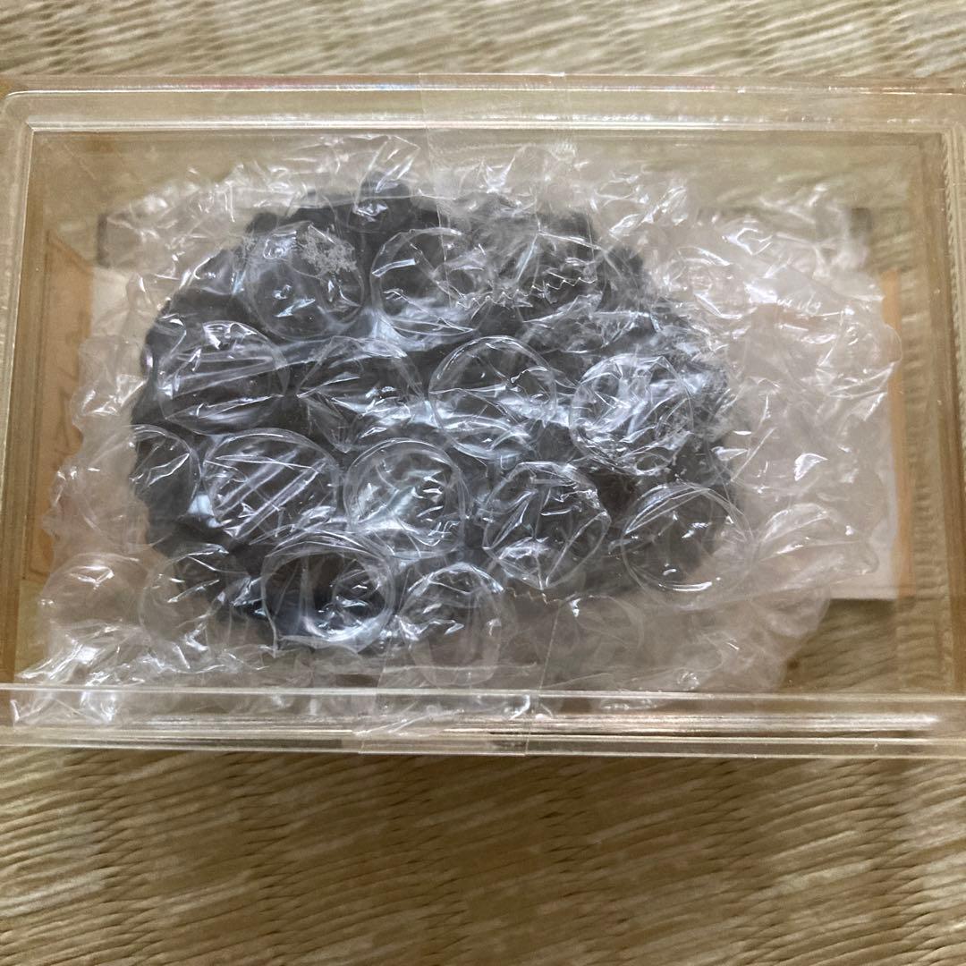 ペルー産　白亜紀リエリセラス腕足類　ブラックアンモナイト