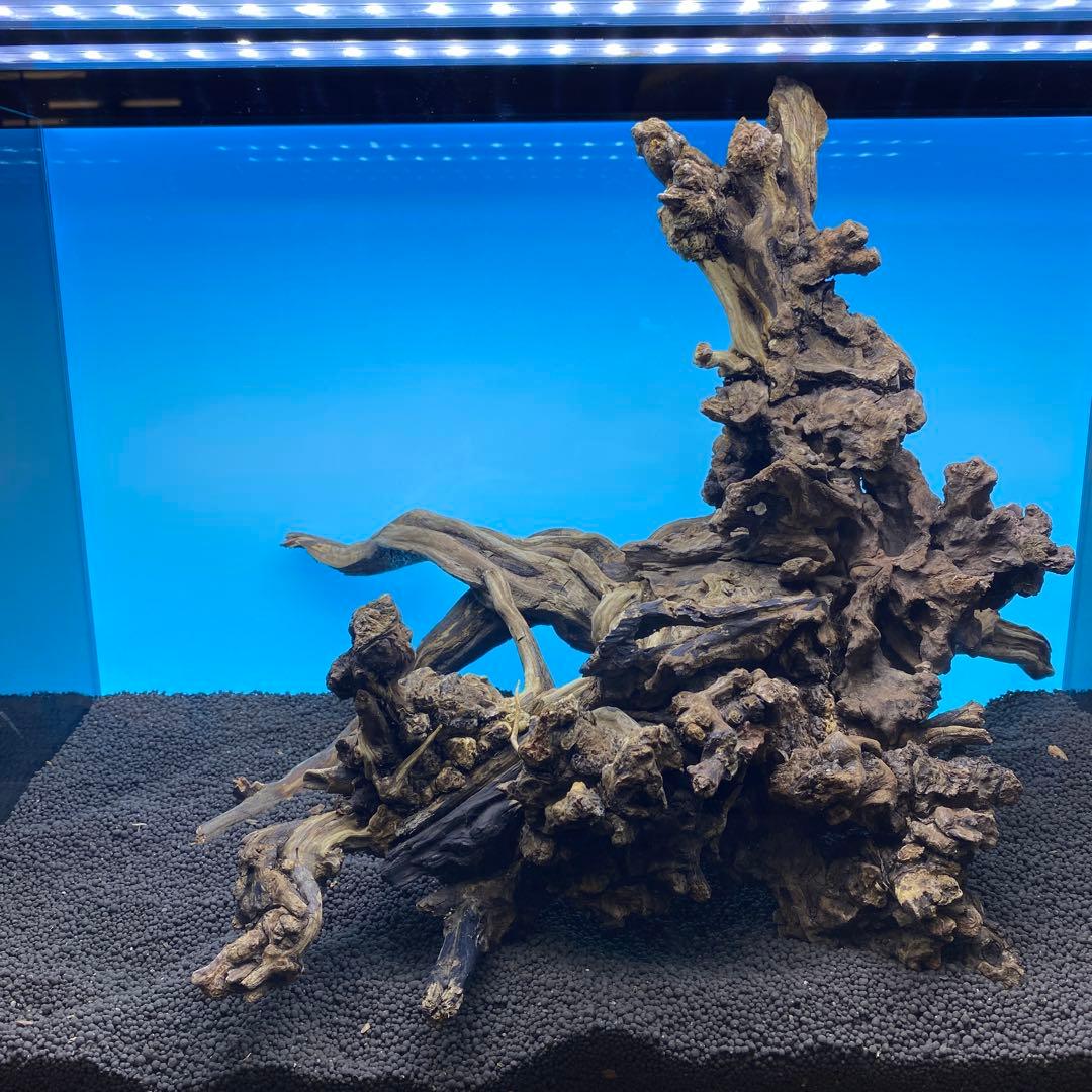 MSRW-6734 天然流木1点物　スリムウッド　アクアリウム
