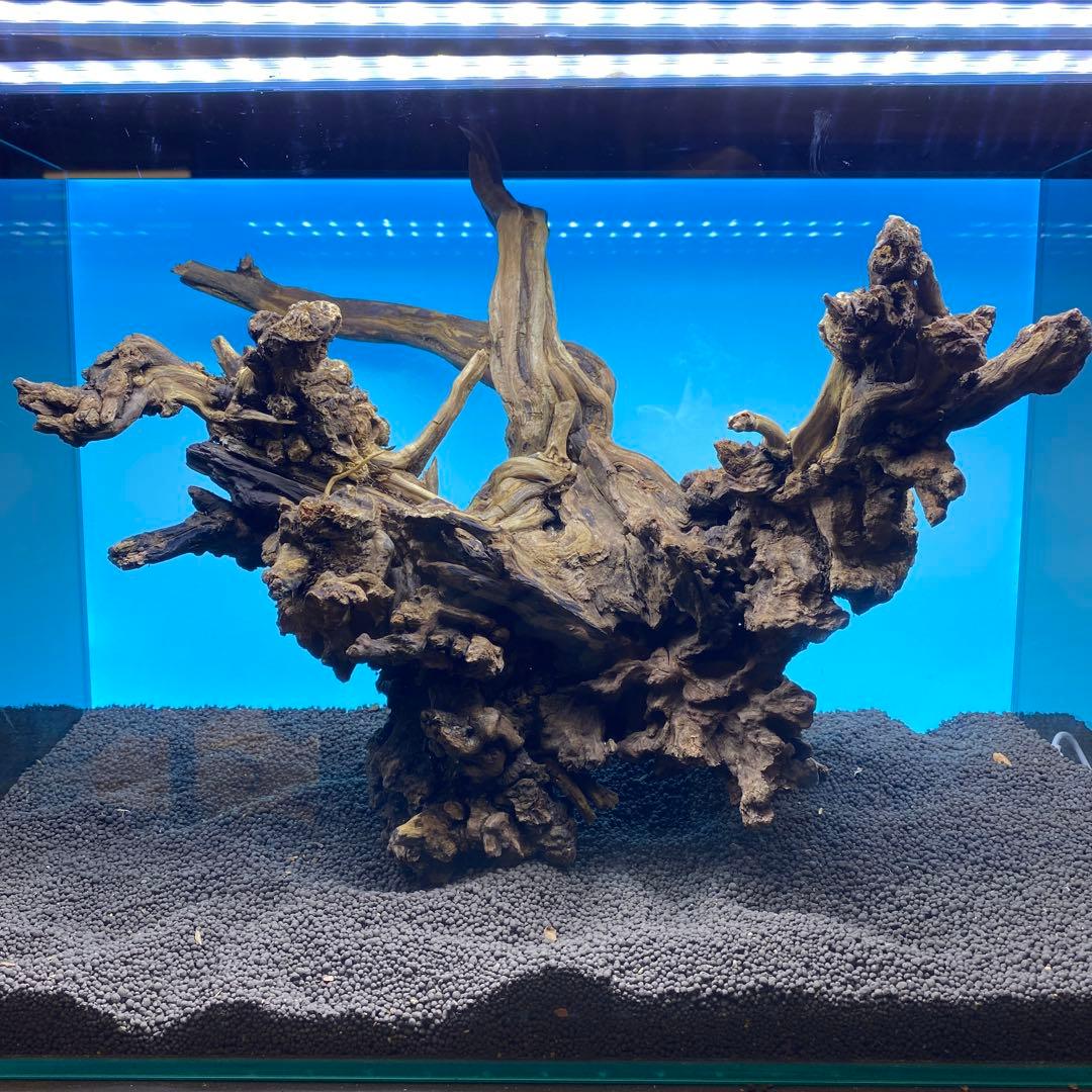 MSRW-6734 天然流木1点物　スリムウッド　アクアリウム