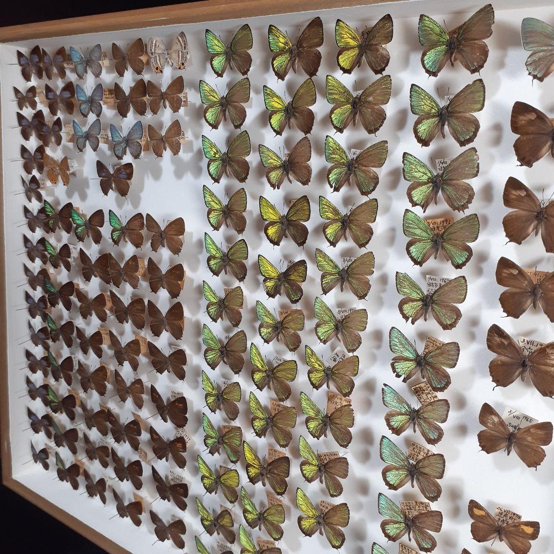 蝶標本　ゼフィルス及びセセリチョウ科22種。大型ドイツ標本箱二箱入りセット