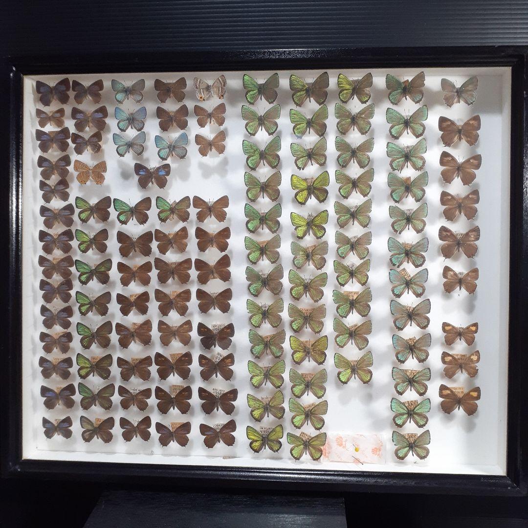 蝶標本　ゼフィルス及びセセリチョウ科22種。大型ドイツ標本箱二箱入りセット