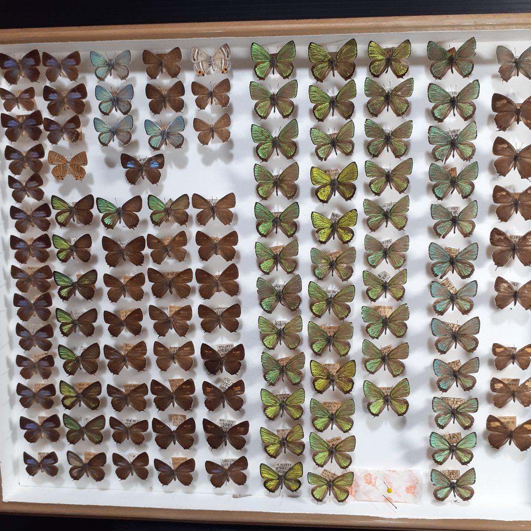 蝶標本　ゼフィルス及びセセリチョウ科22種。大型ドイツ標本箱二箱入りセット