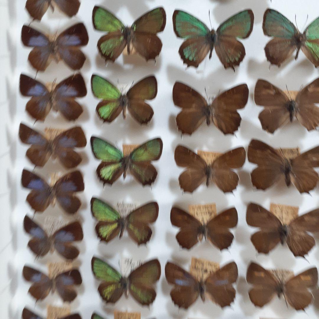 蝶標本　ゼフィルス及びセセリチョウ科22種。大型ドイツ標本箱二箱入りセット