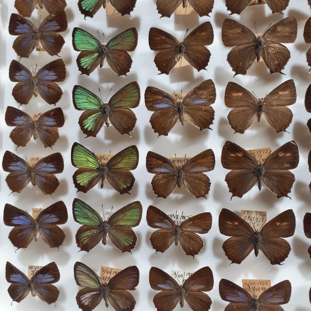 蝶標本　ゼフィルス及びセセリチョウ科22種。大型ドイツ標本箱二箱入りセット