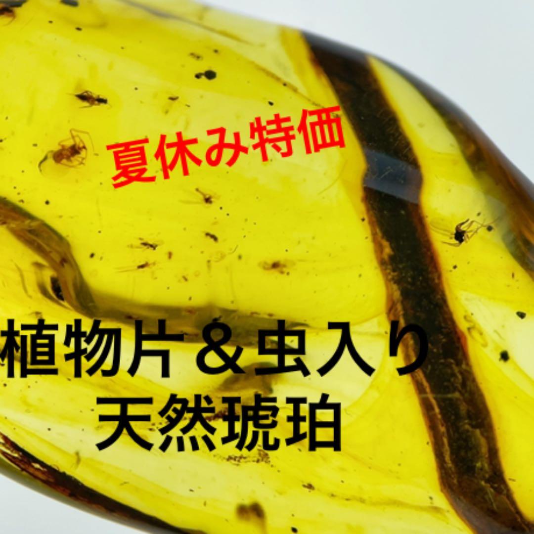 大粒　虫入り天然琥珀　植物片　化石　恐竜　夏休み　自由研究