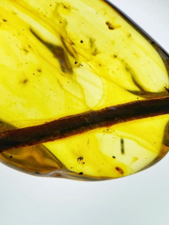 大粒　虫入り天然琥珀　植物片　化石　恐竜　夏休み　自由研究