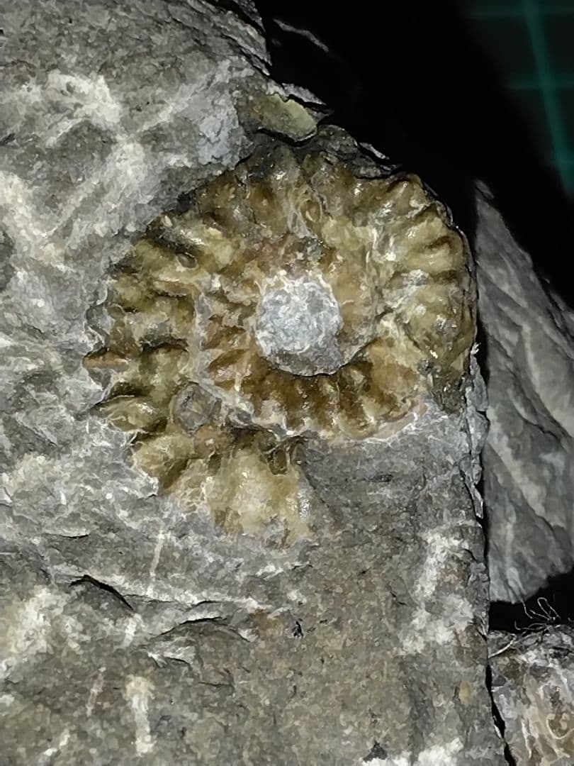 北海道幌加内産　超希少種 アンモナイト　モルトニセラス　化石　激レア