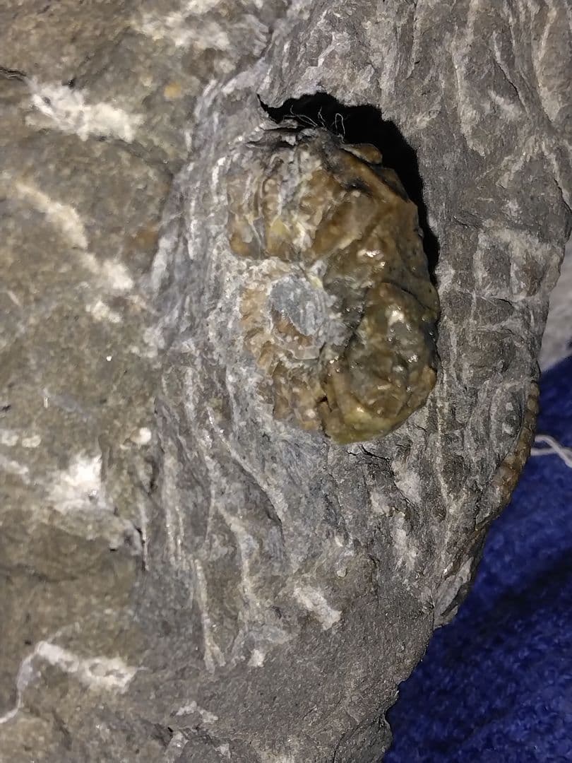 北海道幌加内産　超希少種 アンモナイト　モルトニセラス　化石　激レア