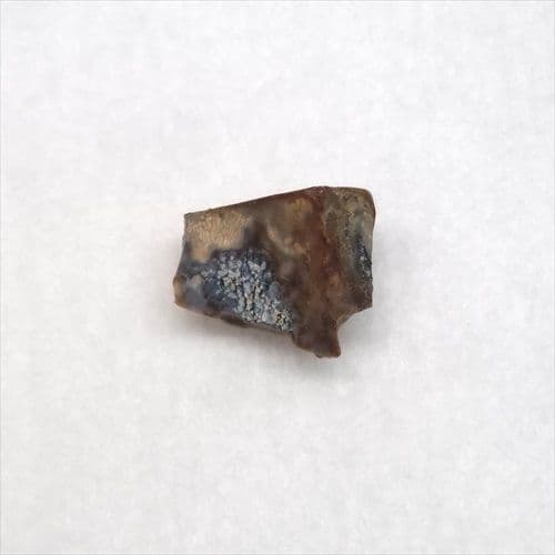 トリケラトプス 歯 化石 本物 10.93mm アメリカ産 tc9