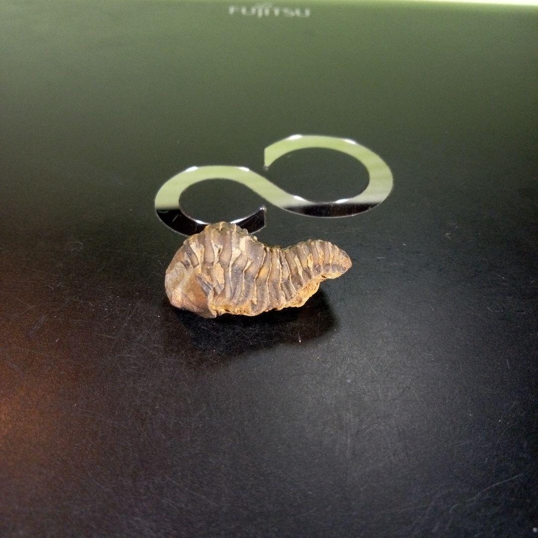 三葉虫　化石　fossil　海　ボリビア産　trilobite　海生動物判別⑫