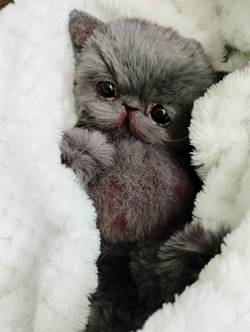 ミントグリーン様御予約❤️くりくりオメメ♡生後２週間♡子猫の黒豆ちゃん