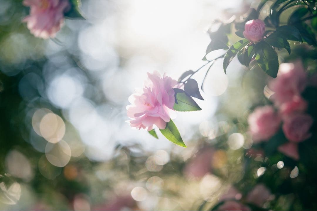 Nikon Z6ii 85mm f1.8 単焦点セット