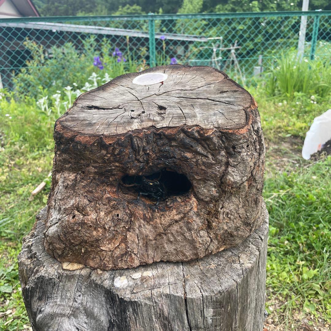 クワリウム　シェルター　登り木　エサ台