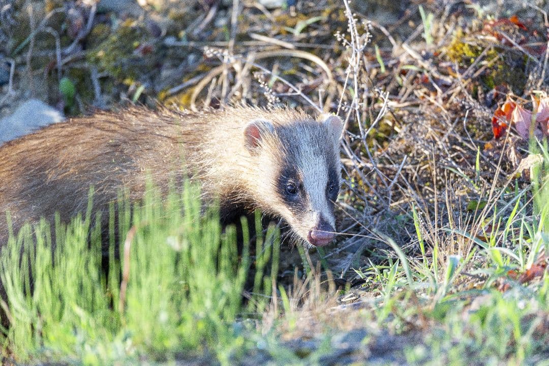 く*だ様 Canon 1DX チャージャー付き　値下げ交渉少しOK　CF2カード