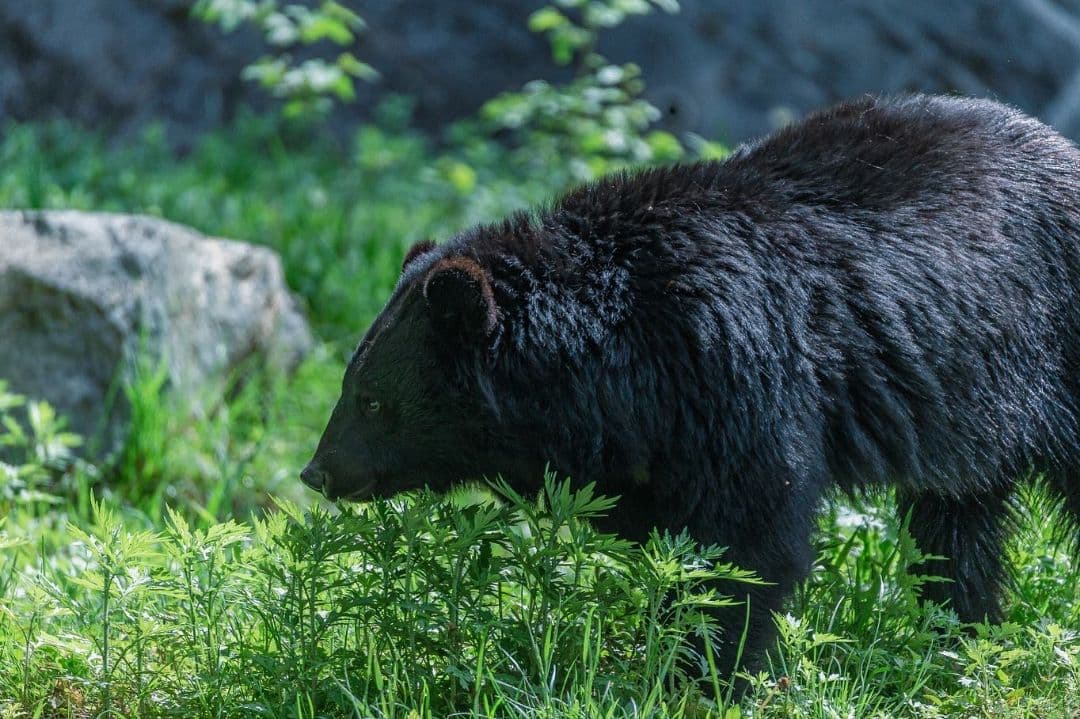 く*だ様 Canon 1DX チャージャー付き　値下げ交渉少しOK　CF2カード