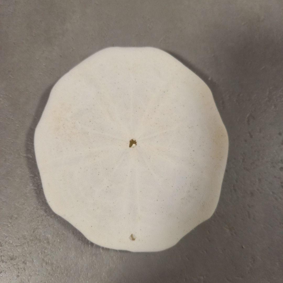 Peronella lesueuri　殻