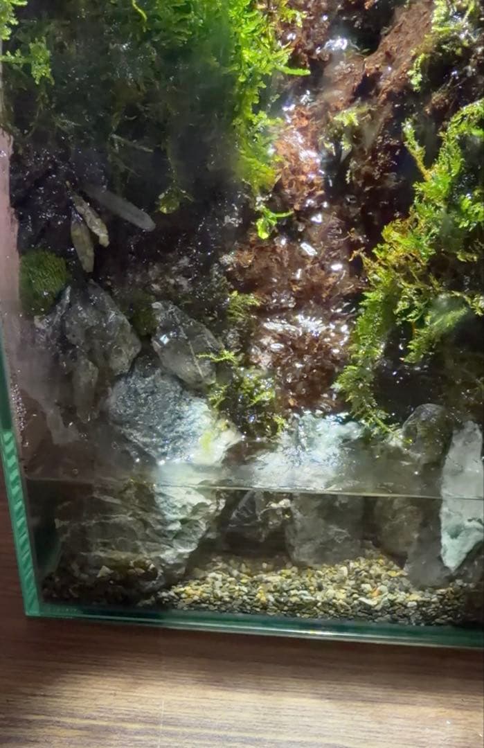 【受注生産】水が滴る渓谷のアクアテラリウム