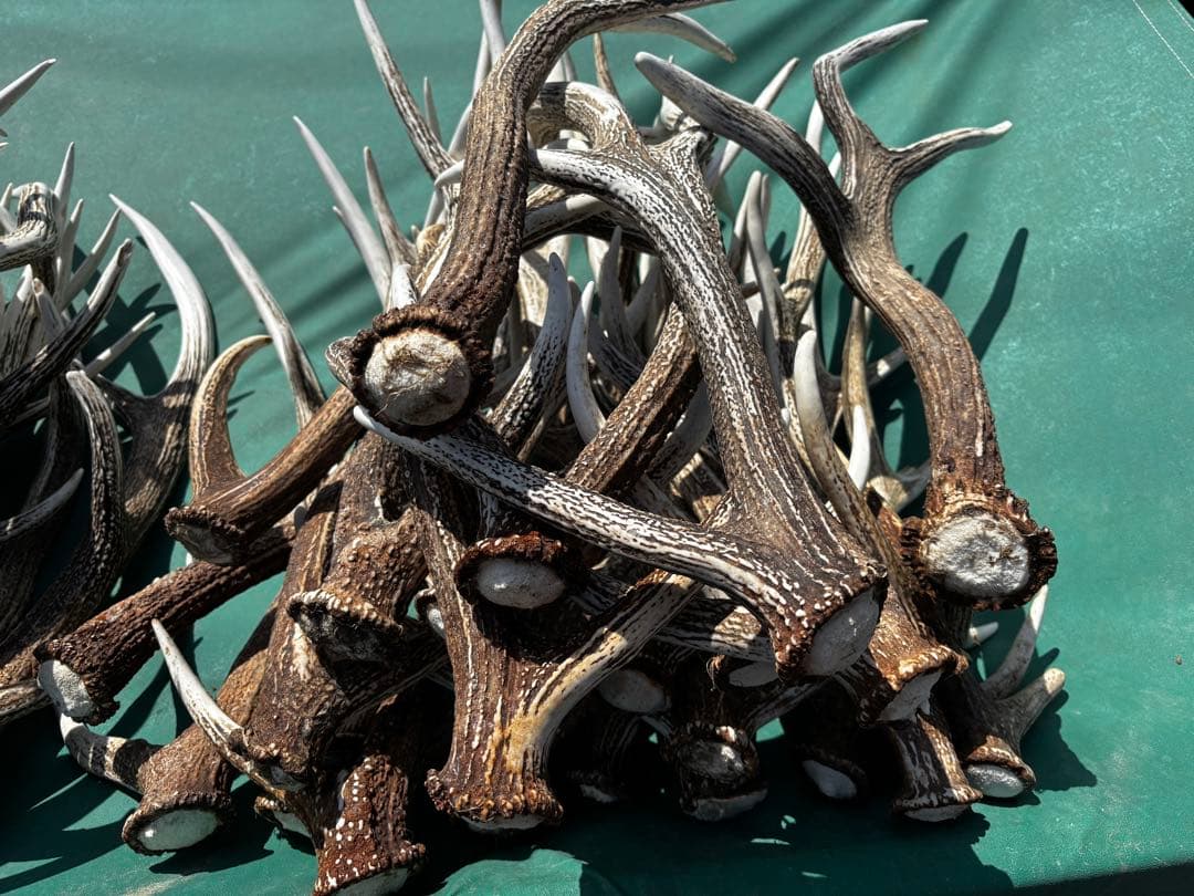 蝦夷鹿の角 自然乾燥済み 多数　48本