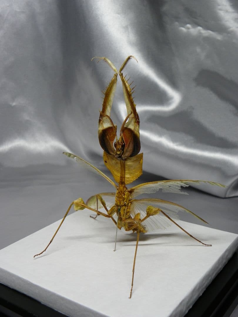 ニセハナマオウカマキリ ♂ 立体標本