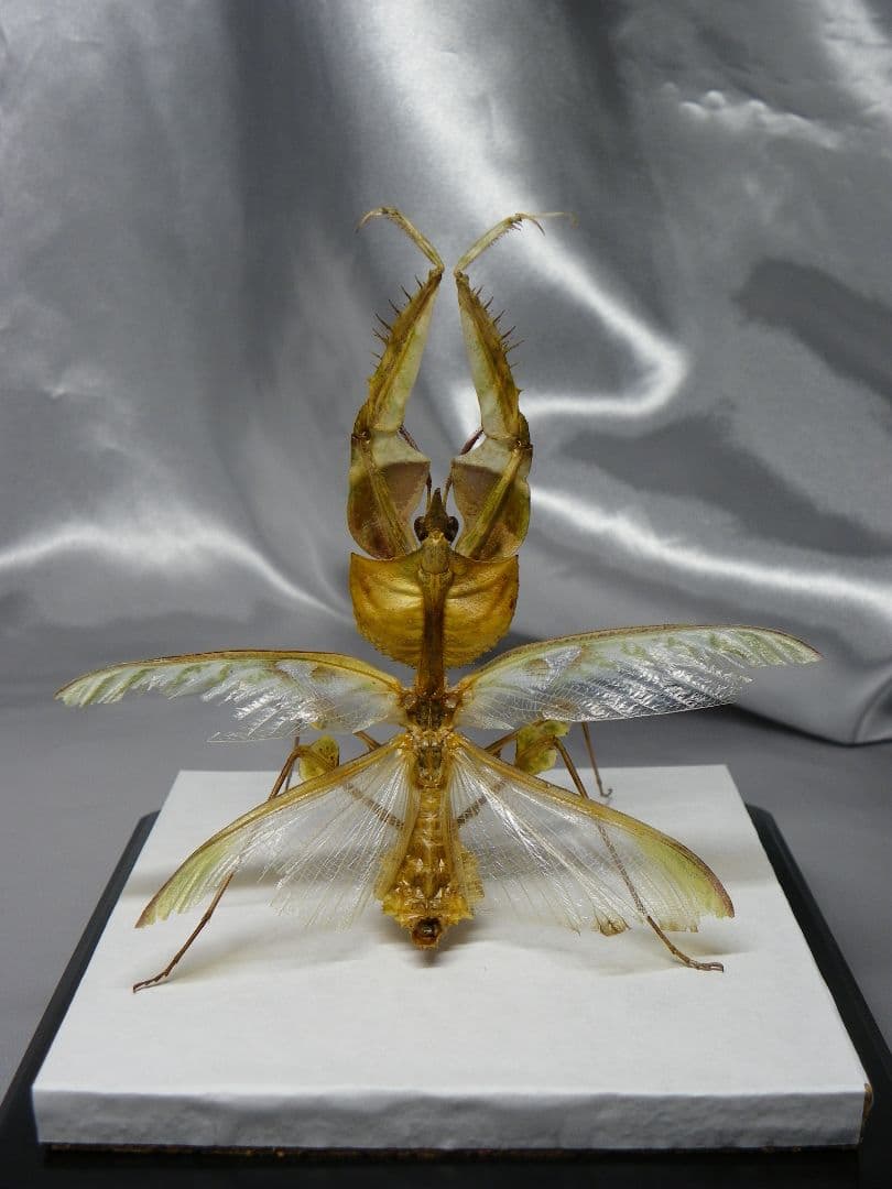 ニセハナマオウカマキリ ♂ 立体標本