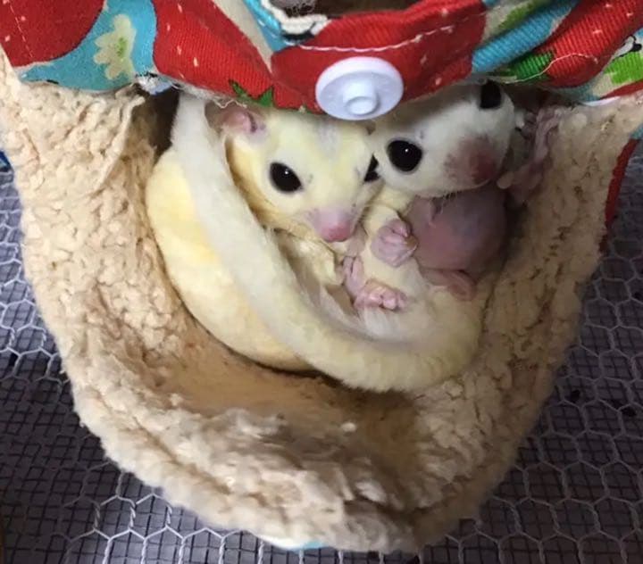 モモンガハウス（動物のサイクリング）秋・春仕様  1850円