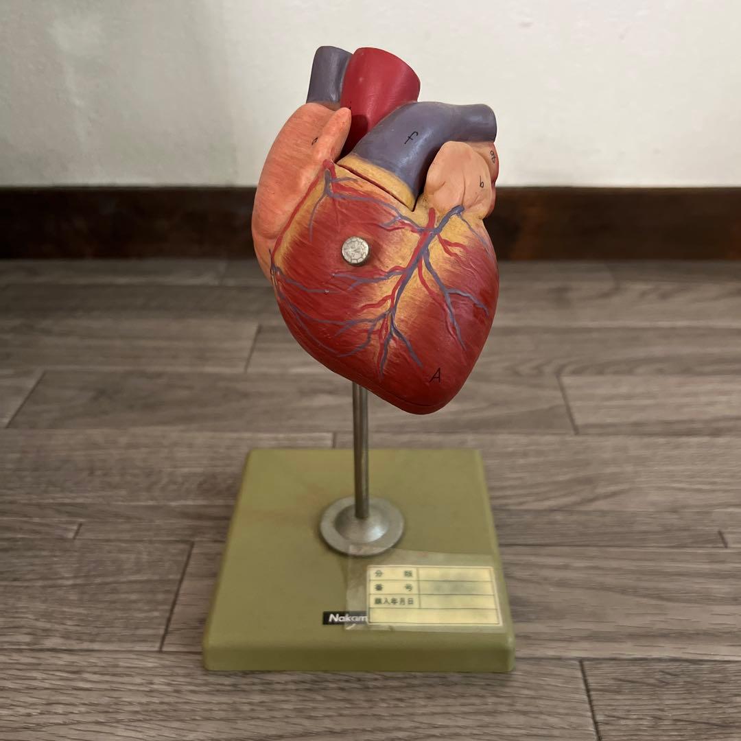 心臓　模型　中村　nakamura 学校備品　理科　病院　接骨院　整体　カイロ