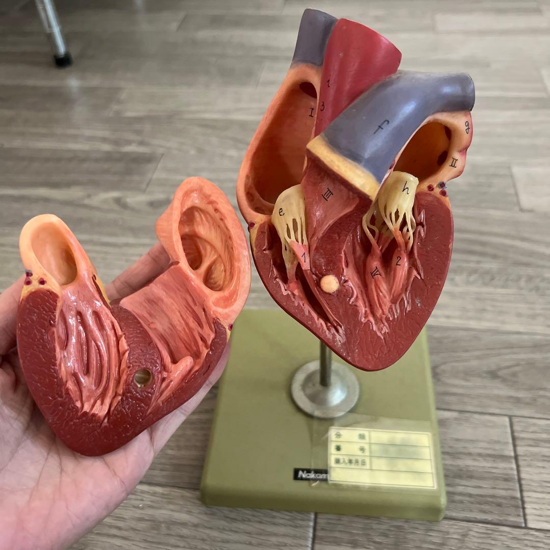 心臓　模型　中村　nakamura 学校備品　理科　病院　接骨院　整体　カイロ