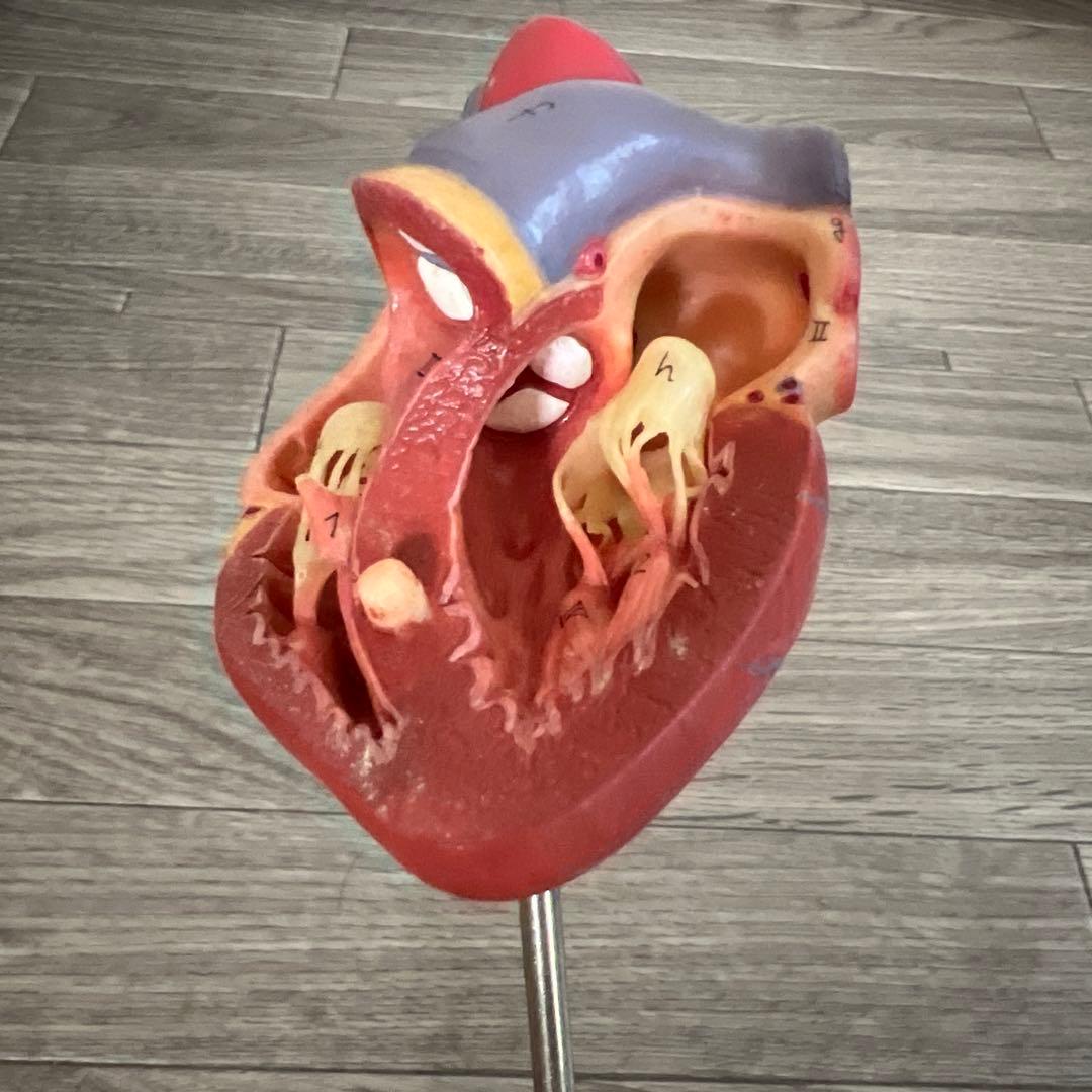 心臓　模型　中村　nakamura 学校備品　理科　病院　接骨院　整体　カイロ