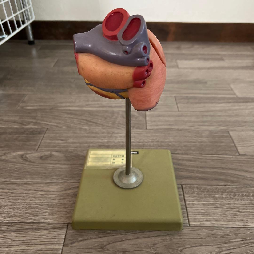 心臓　模型　中村　nakamura 学校備品　理科　病院　接骨院　整体　カイロ