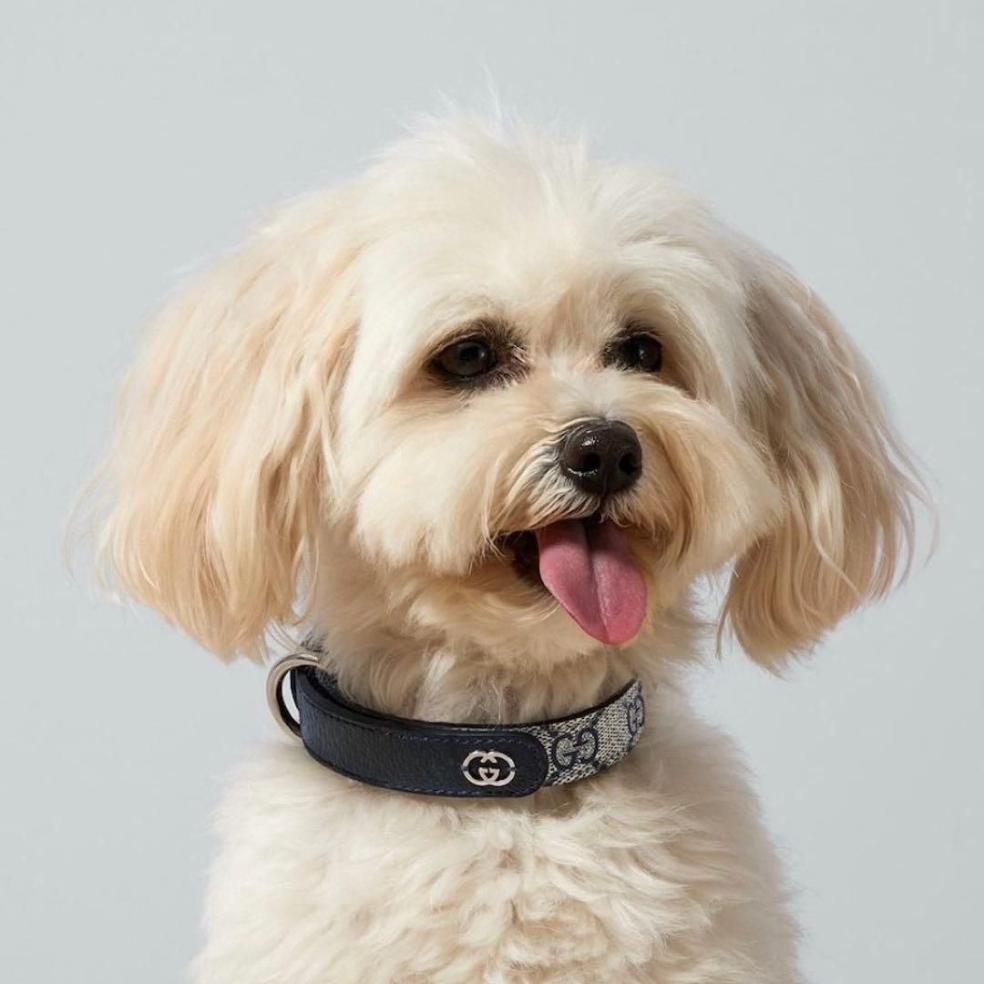 新品 GUCCI グッチ エクストラスモール ペット 首輪 S ベージュブルー