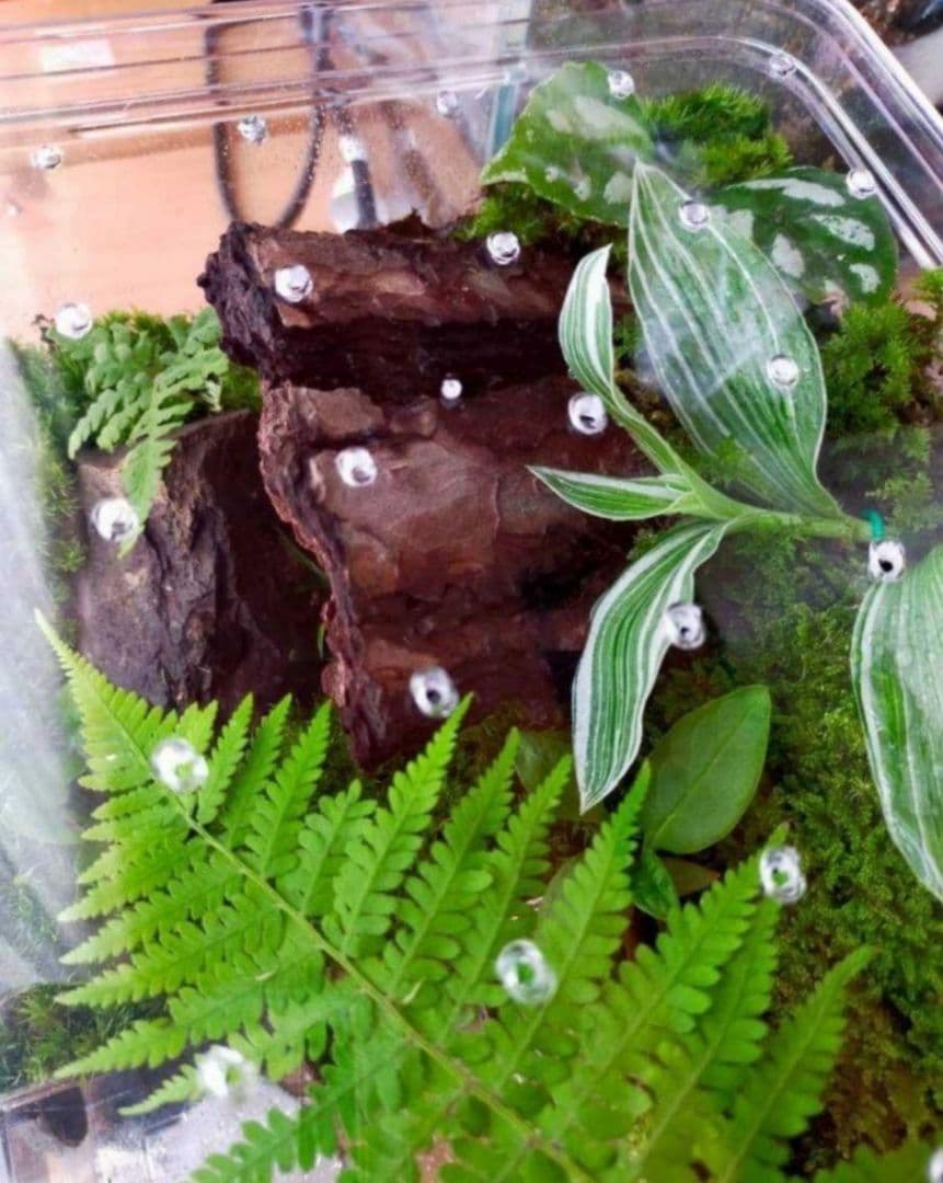 隠れ家つき自然の中の飼育箱、ケースの中の苔テラリウム