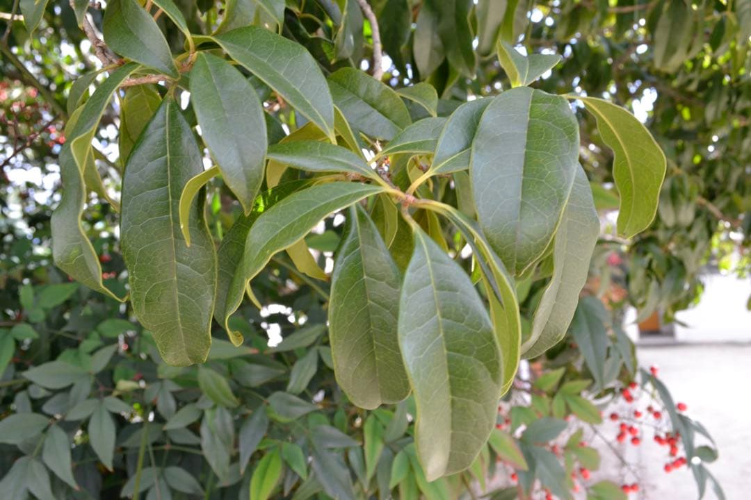 Nikon D3100 デジタル一眼レフ レンズ 18-55mm