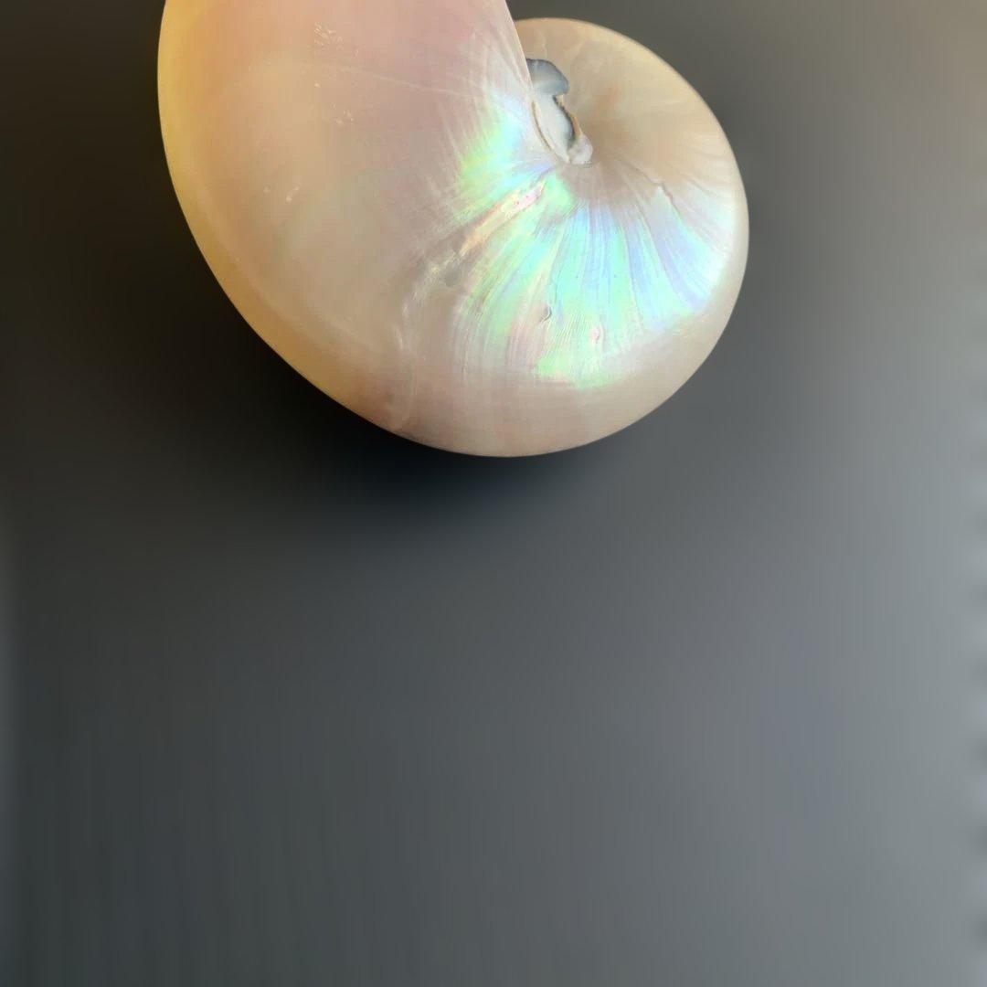 虹色光沢の螺旋貝殻