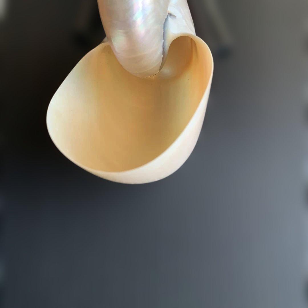 虹色光沢の螺旋貝殻