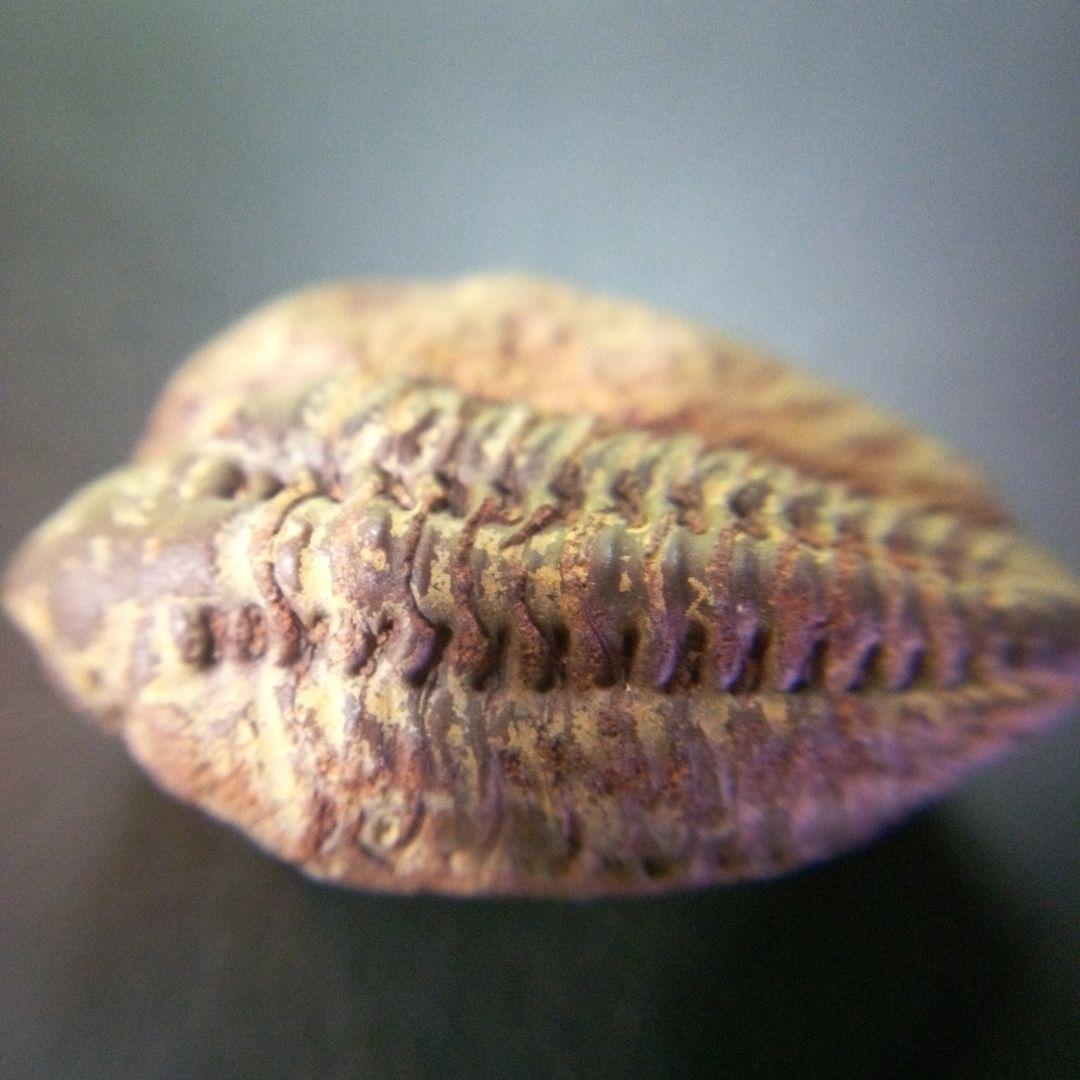 三葉虫　化石　fossil　海　ボリビア産　trilobite　海生動物分類⑩