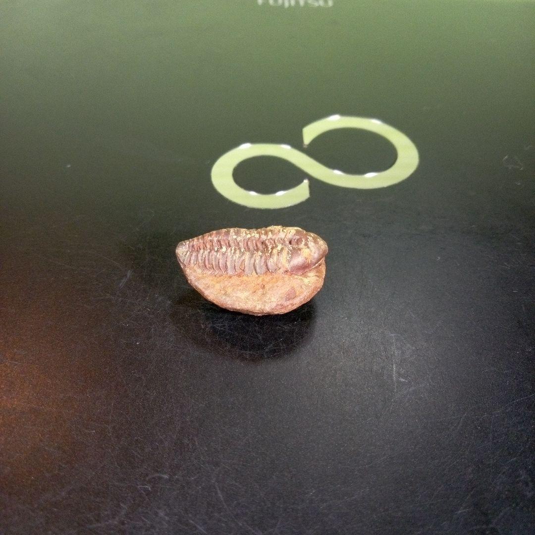 三葉虫　化石　fossil　海　ボリビア産　trilobite　海生動物分類⑩