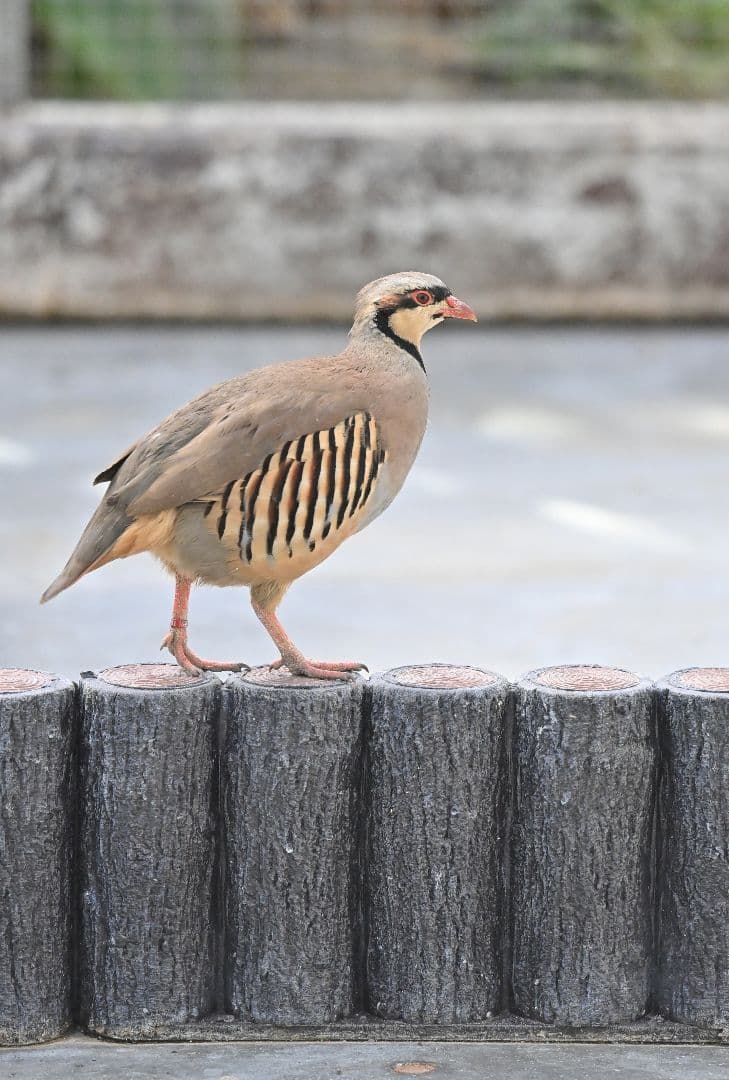 レンズ(単焦点) Nikon AF-S NIKKOR 300mm f/4E PF ED