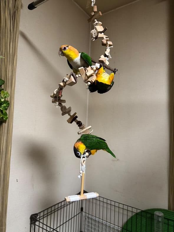 2ロング　自然素材　ウッドクライミング　中型インコ　ガジガジバードトイ　止まり木