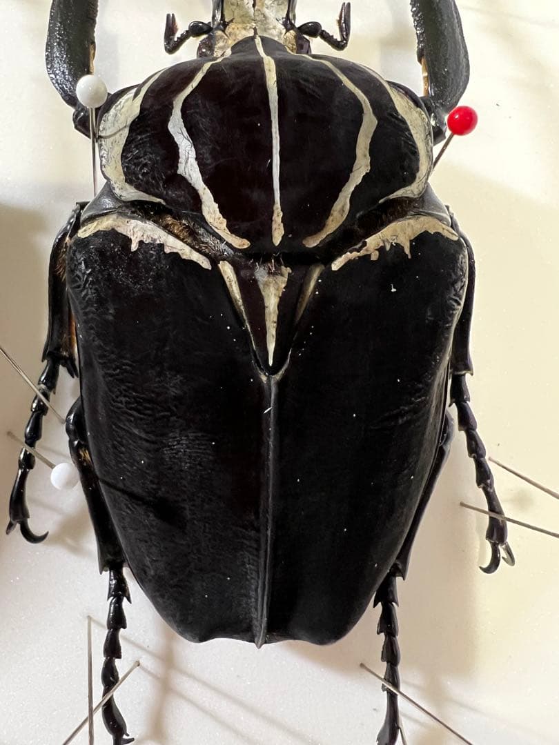 カメルーン　ゴライアスゴライアタス　約92mm+